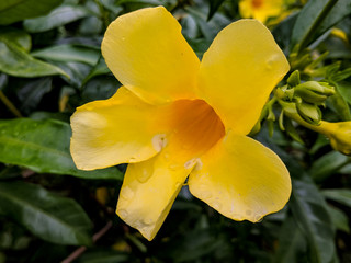 Yellow tropical flower in Seychelles