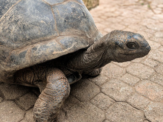 Obraz premium Aldabra tortoise on La Digue island, Seychelles