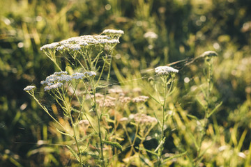 Grass yarrow in spiderweb on a green meadow in the rays of the setting sun. Soft focus