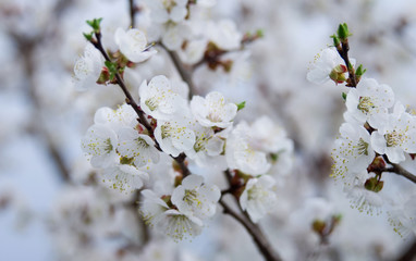 flowering apricot in April