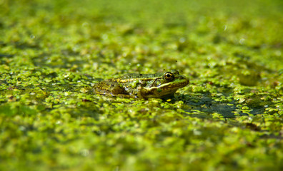 frog on leaf