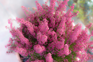 Heather flower bouquet with blurry effect in the garden