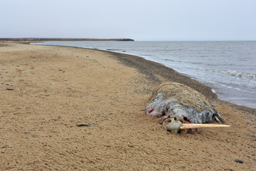 Dead walrus on the Arctic beach