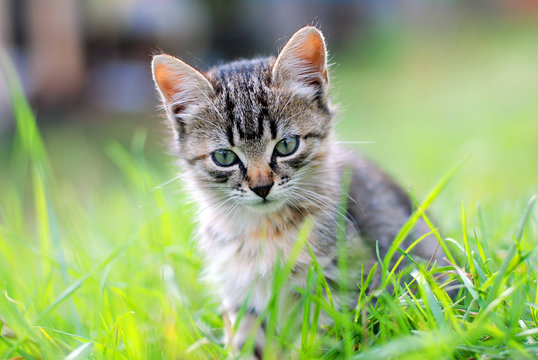 cat on grass