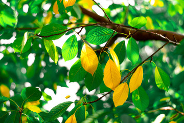 Yellow and green leaves. Cherry tree leaves in autumn