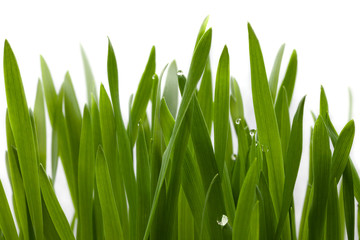 Fresh green grass with water drops of dew on foggy white background, beautiful macro scene of nature purity and harmony