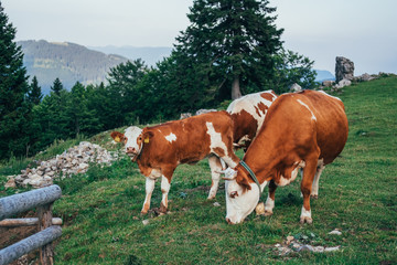 Fototapeta na wymiar Group of cows on pasture. Velika Planina, Slovenia
