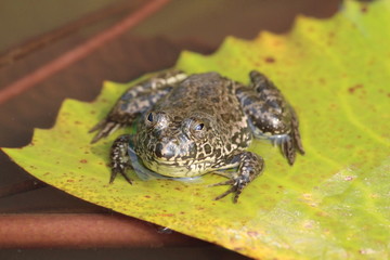 frog in pond