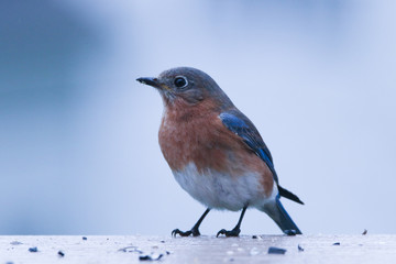 Eastern bluebird