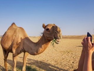 Camel (dromedary or one-humped Camel) eating grass and posing for photo to phone in Abu Dhabi desert.UAE 