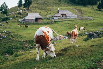 Fototapeta na wymiar Group of cows on pasture in front of traditional houses. Velika Planina, Slovenia