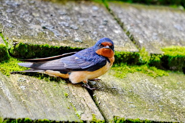 Barn Swallow sitting on moss covered shingled roof