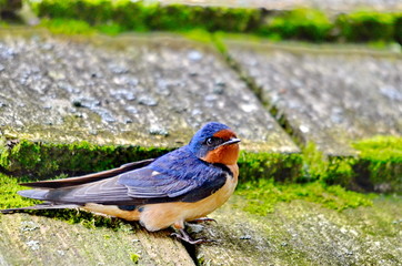 Barn Swallow sitting on moss covered shingled roof