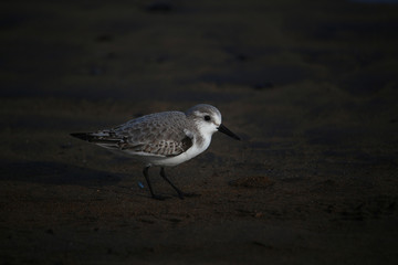 Sanderling (Calidris alba) a common visitor to the Canary Islands during autumn and winter (Tenerife, Spain)