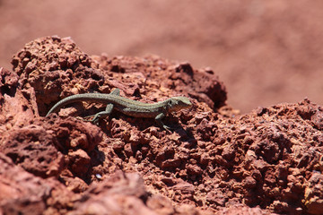 Female or juvenile Tenerife Lizard (Gallotia galloti) on red volcanic rocks
