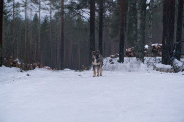 dog in snow