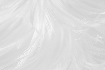 Obraz premium Beautiful line white feather wool pattern texture background