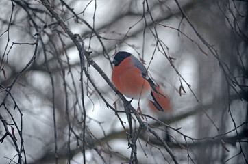 Bullfinch in the wild. Winter birds of central Russia