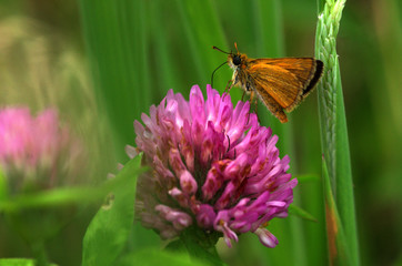 butterfly on a pink flower
