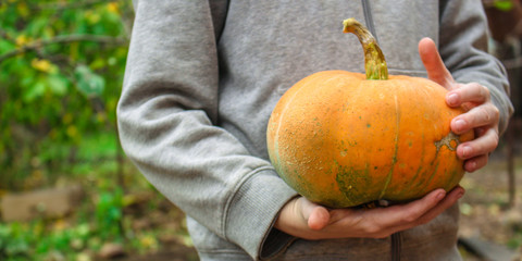 pumpkin (ripe orange fruit, harvest) concept. food background. copy space. Top view
