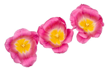 Tulips isolated on white background, top view