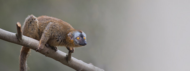 Banner with portrait of curious and cute Red Fronted Madagascar Lemur at smooth gradient background and copy space for text, summer, outdoor © neurobite