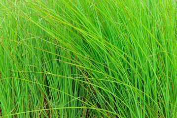 Grass Blades Tall and Swaying