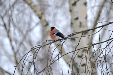 Bullfinch in the wild. Winter birds of central Russia