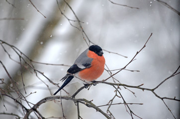 Bullfinch in the wild. Winter birds of central Russia