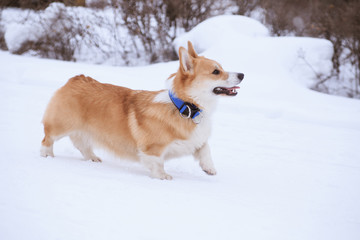 Welsh Corgi Pembroke red dog on a walk in the winter in the park