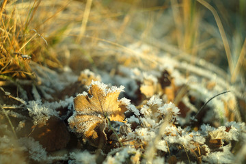 Winter frost in the forest