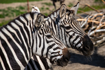 Fototapeta na wymiar Portait of a pair adult zebras