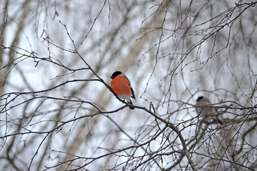 Bullfinch in the wild. Winter birds of central Russia
