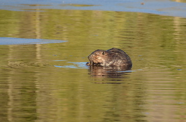 Wild North American Beaver feeding on a plant in late fall in Ontario