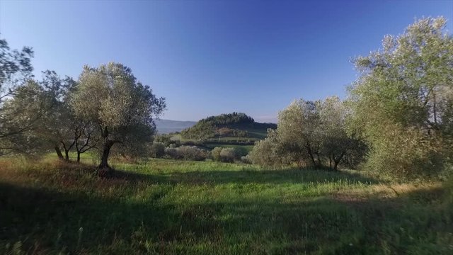 4k aerial drone low fly footage between and over rows of olive trees in the Tuscany countryside near Volterra, Italy.