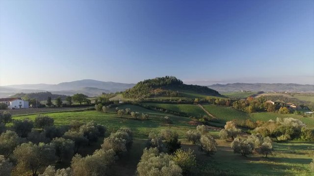 4k aerial drone forward footage over the olive trees in the Tuscany countryside near Volterra, Italy.