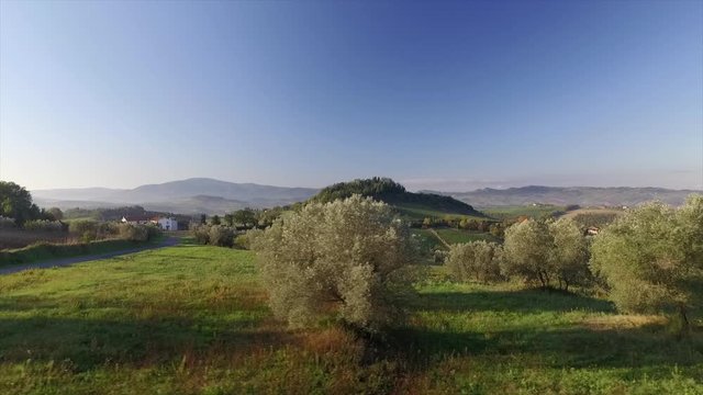 4k aerial drone left to right footage  to the rows of olive trees in the Tuscany countryside  near Volterra, Italy.
