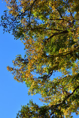 秋の青空を背景にして、黄葉し始めた広葉樹の高木の梢をローアングルで撮影した写真