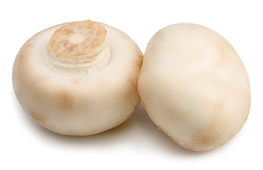 Mushrooms isolated on white background