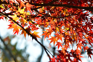 背景をぼかして、紅葉したイロハモミジの梢の葉をアップで撮影した写真
