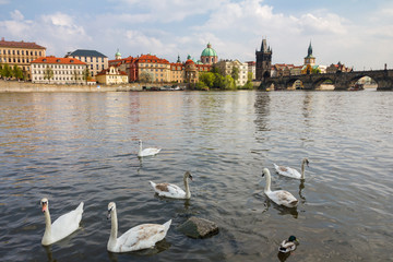 View of Charles bridge and historical center of Prague, buildings and landmarks of the old town. Swan in the foreground on the river Vltava. Czech Republic. Top tourist attraction in Europe.