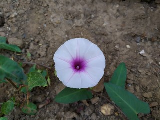 A lilac morning glory (Ipomoea cairica) flower