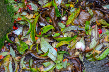 a mixture of wet Autumn leaves