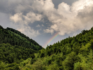 Rainbow above a forest.
