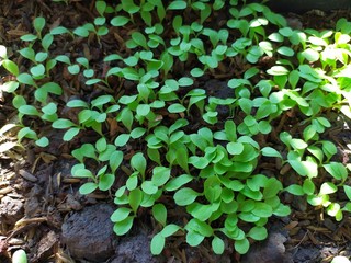 Miner lettuce organic small garden