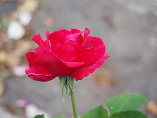 Fototapeta premium Flor