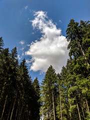 Tall Pine Trees in the Forest on a summer day- Bucegi Reservation, Romania