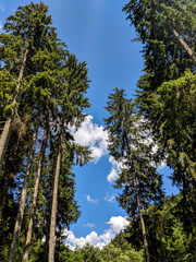 Tall Pine Trees Perspective on a blue summer sky - Bucegi Reservation, Romania