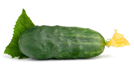Fresh сucumber with green leaf isolated on white.