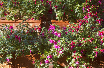 Obraz premium Üppige Fuchsien-Blüte